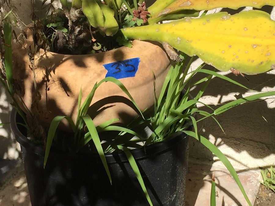 (4) Potted Plant Lot [Photo 8]