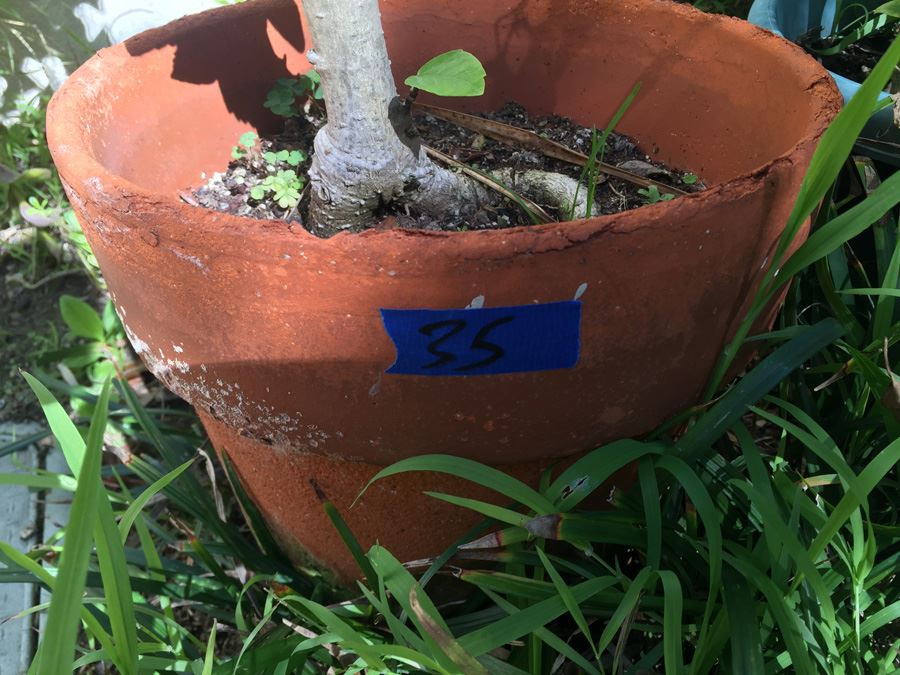 (4) Potted Plant Lot [Photo 3]