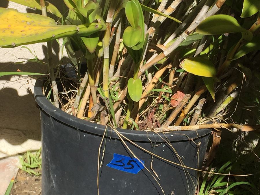 (4) Potted Plant Lot [Photo 7]