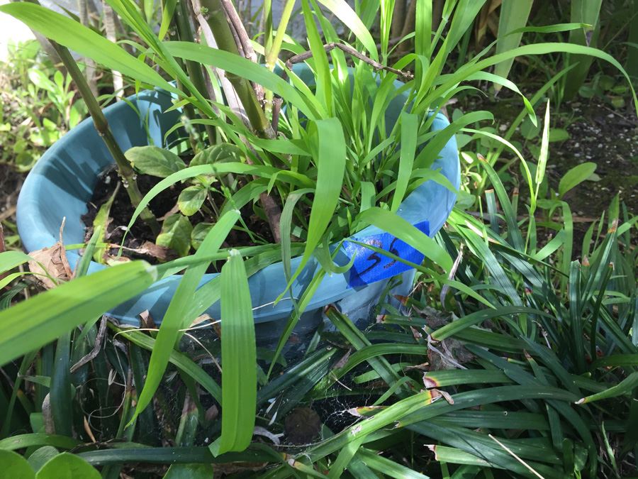 (4) Potted Plant Lot [Photo 4]