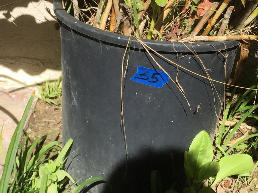 (4) Potted Plant Lot [Photo 6]