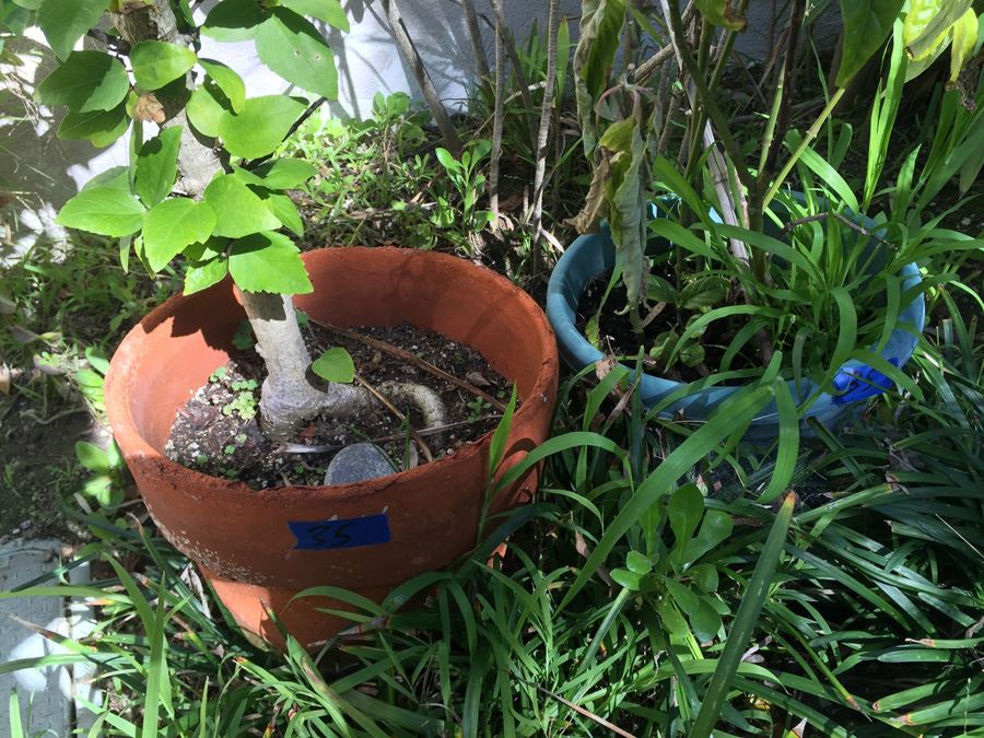 (4) Potted Plant Lot [Photo 2]