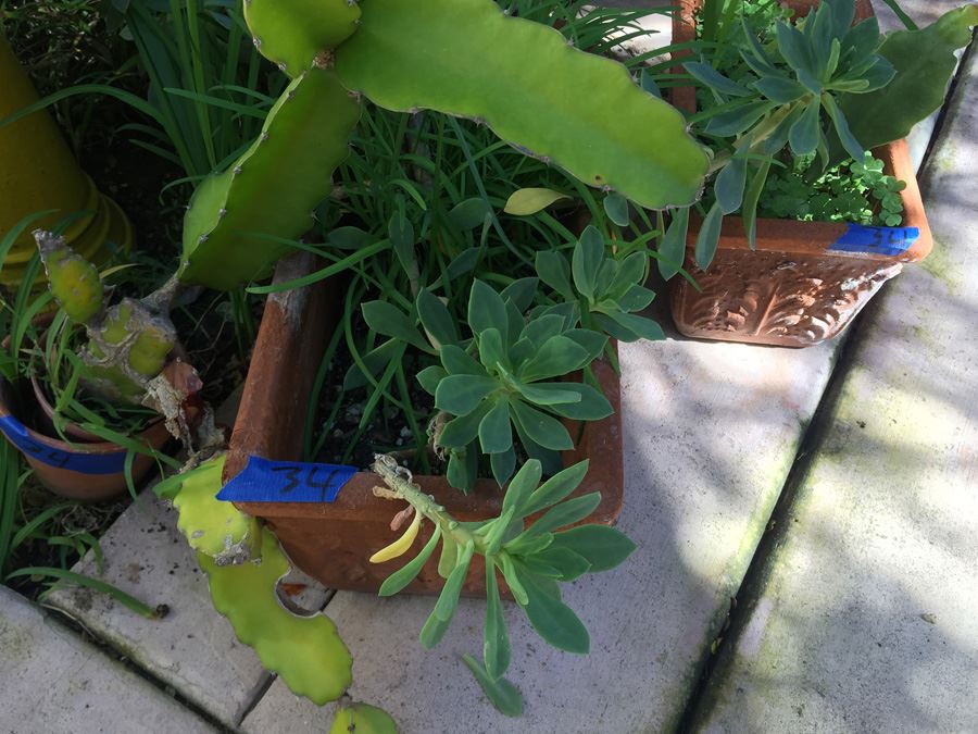 (3) Potted Plant Lot
