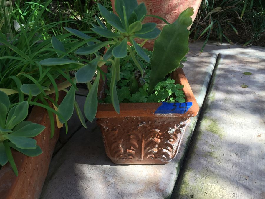 (3) Potted Plant Lot [Photo 4]