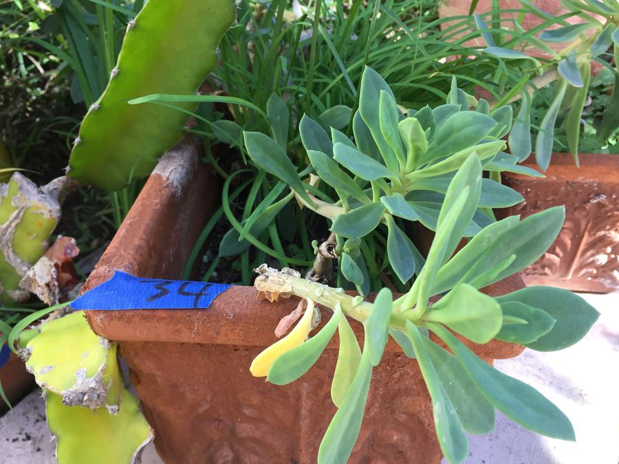 (3) Potted Plant Lot [Photo 3]