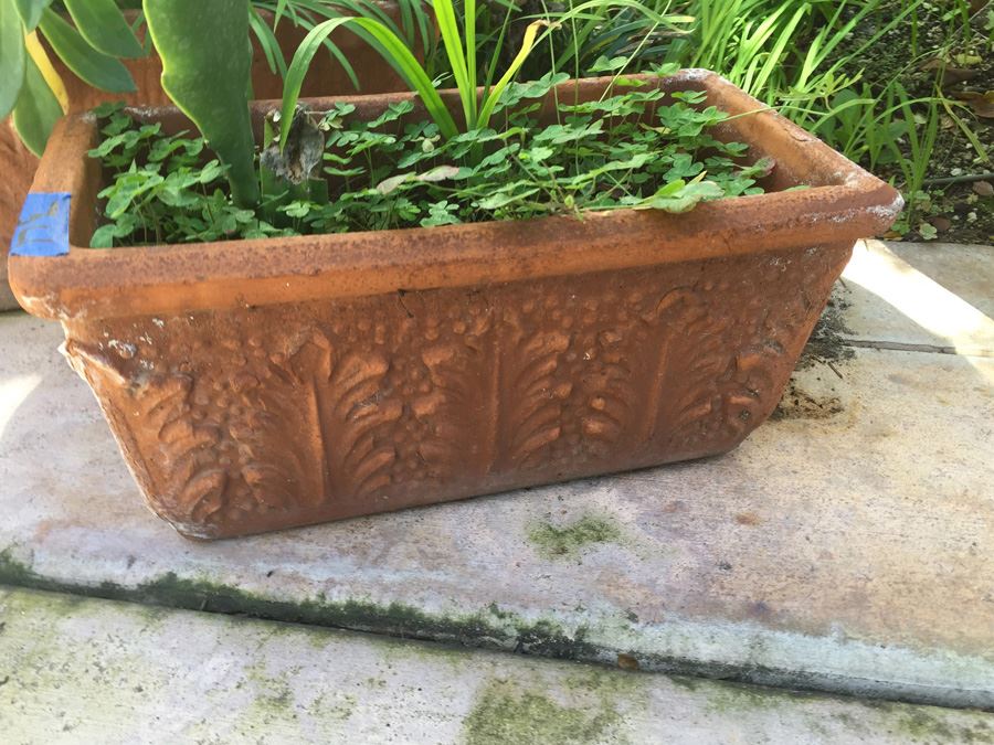 (3) Potted Plant Lot [Photo 5]