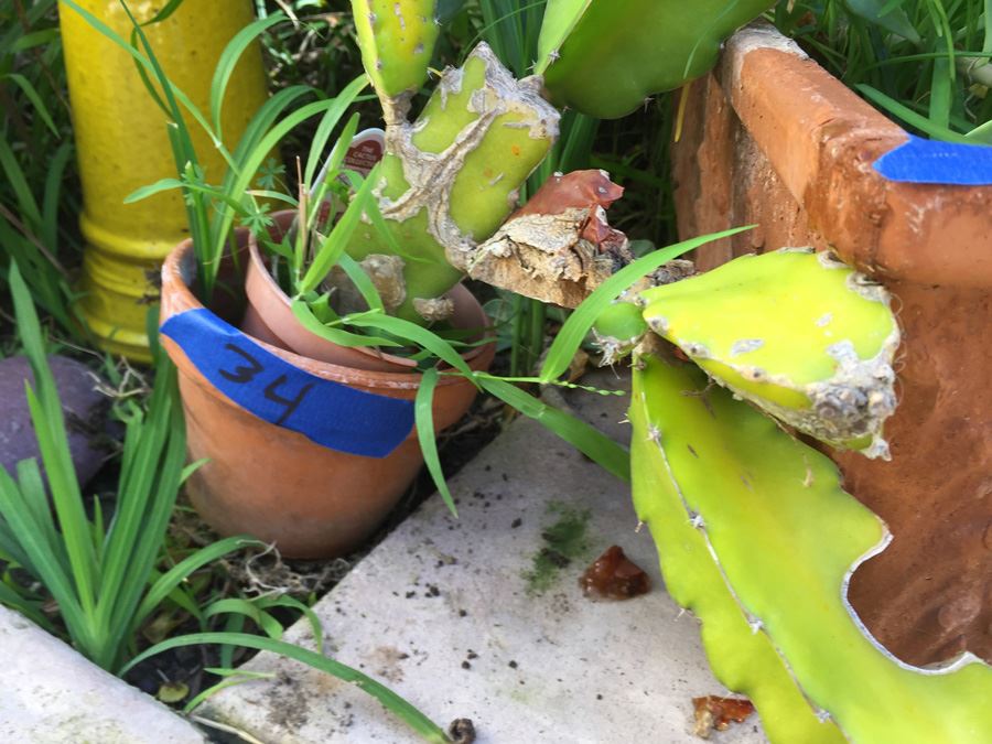 (3) Potted Plant Lot [Photo 2]