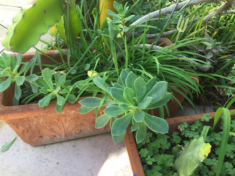 (3) Potted Plant Lot [Photo 7]