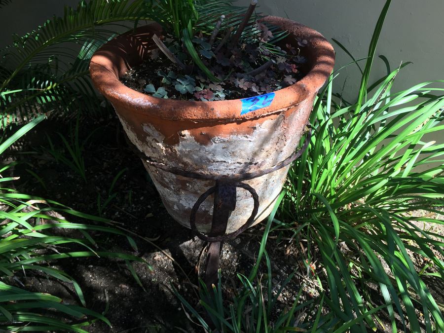 Large Potted Plant With Rustic Metal Pot Holder