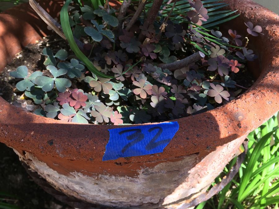 Large Potted Plant With Rustic Metal Pot Holder [Photo 4]