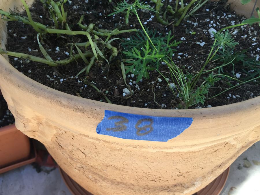 Large Lot Of Potted Plants [Photo 2]