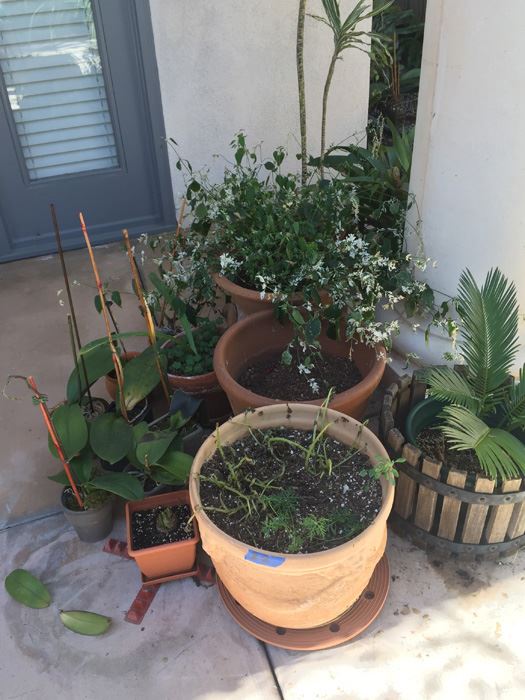 Large Lot Of Potted Plants