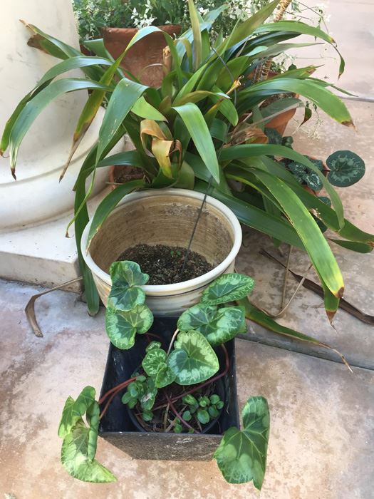 Large Lot Of Potted Plants [Photo 7]