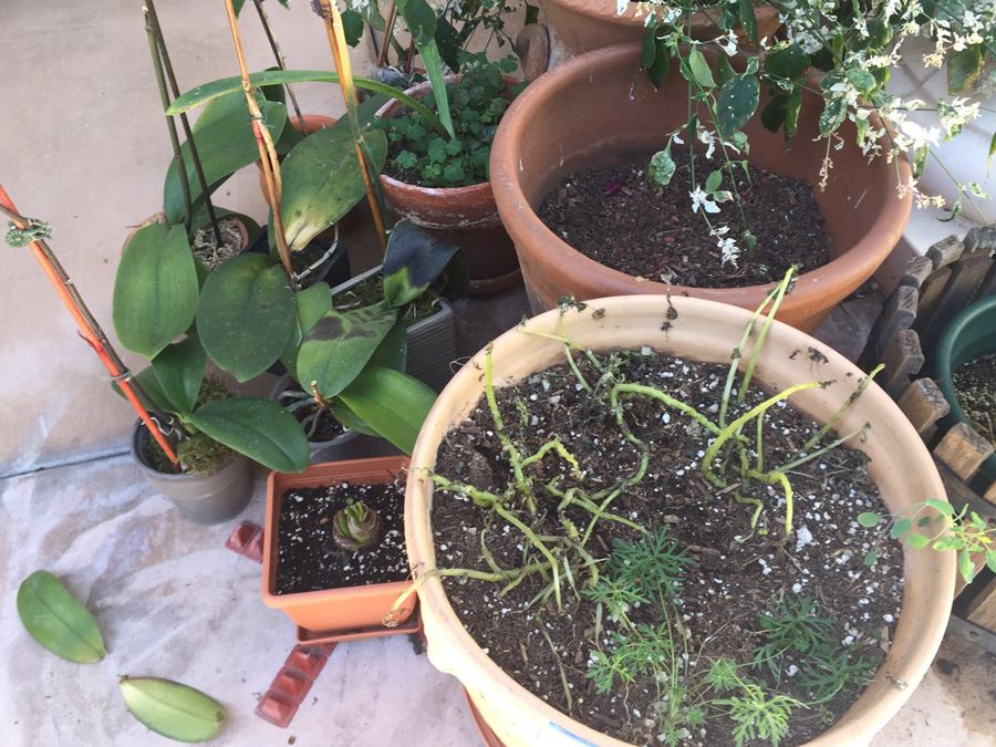 Large Lot Of Potted Plants [Photo 4]