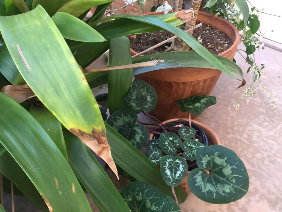 Large Lot Of Potted Plants [Photo 9]