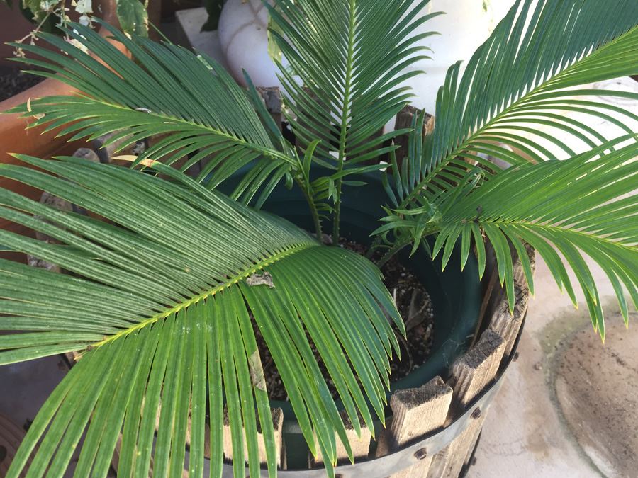 Large Lot Of Potted Plants [Photo 3]