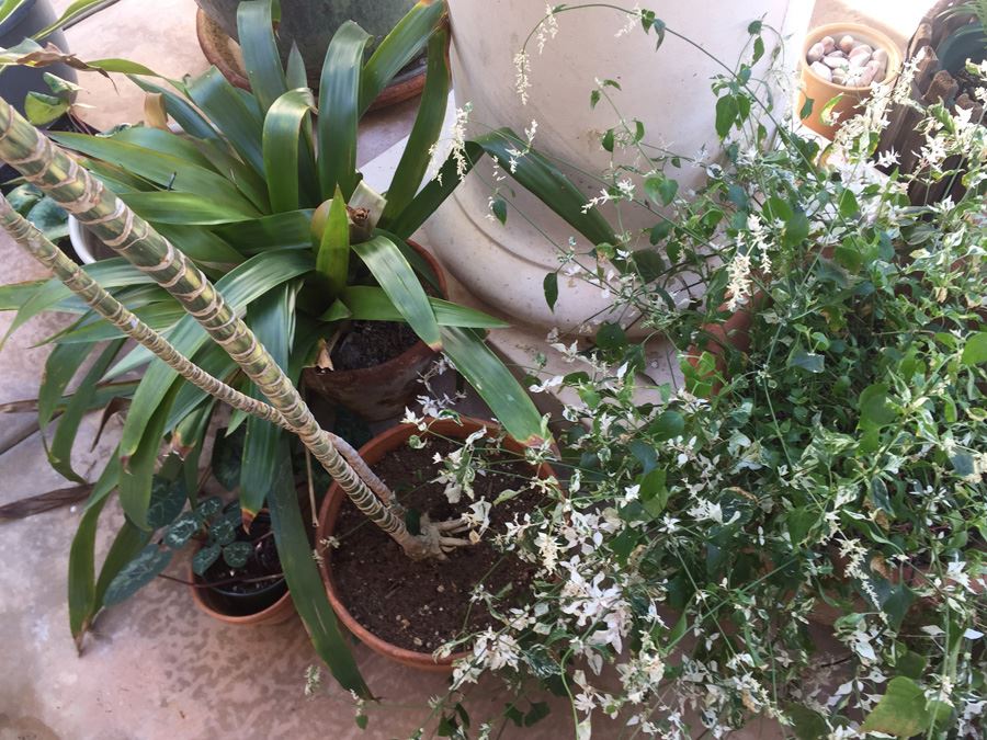 Large Lot Of Potted Plants [Photo 6]