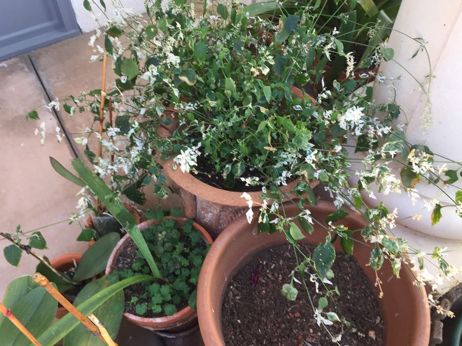 Large Lot Of Potted Plants [Photo 5]