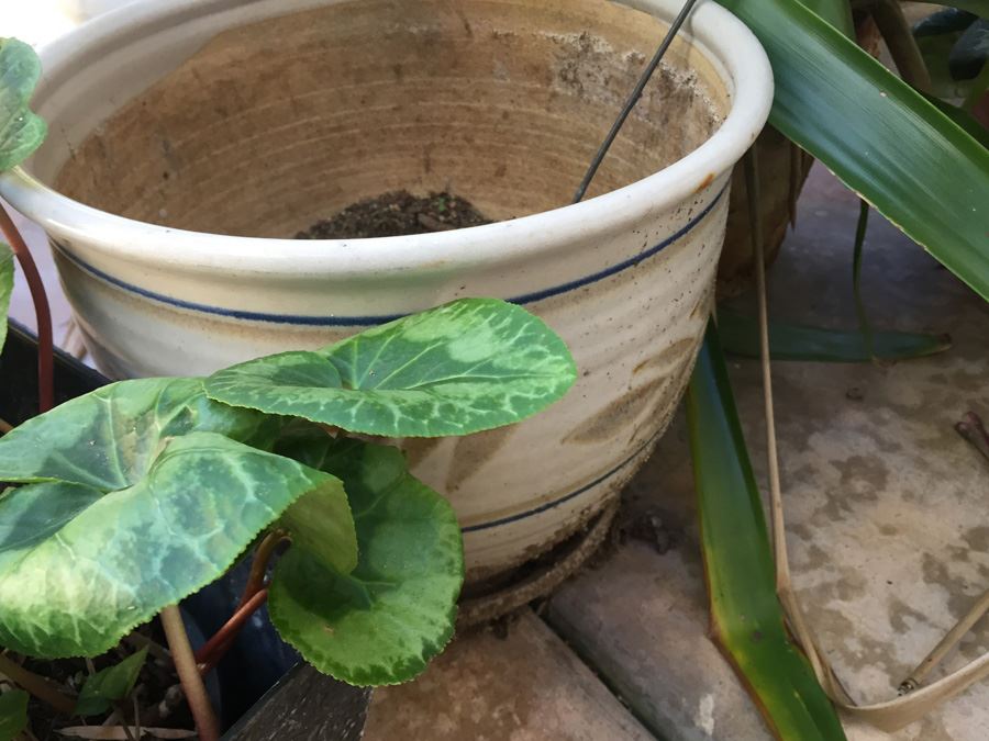 Large Lot Of Potted Plants [Photo 8]