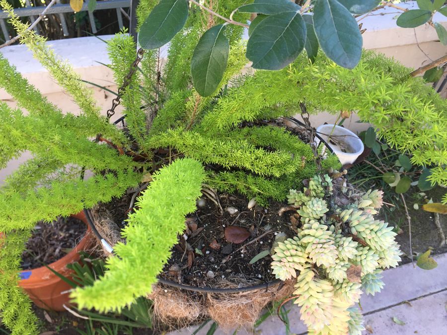 Hanging Pot With Metal Stand And Owl [Photo 5]