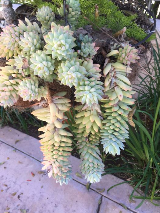 Hanging Pot With Metal Stand And Owl [Photo 4]