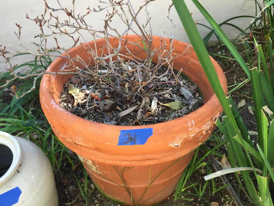 Pair Of Pots [Photo 5]