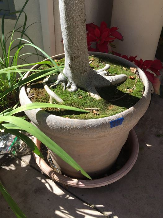 Large Potted Ficus Tree [Photo 4]