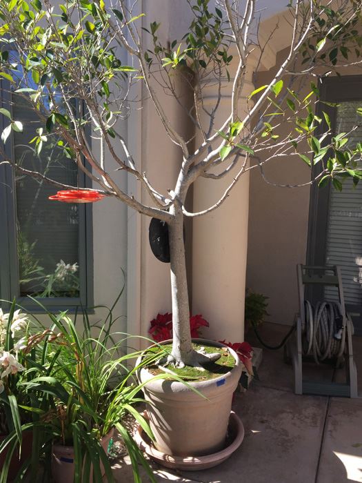 Large Potted Ficus Tree