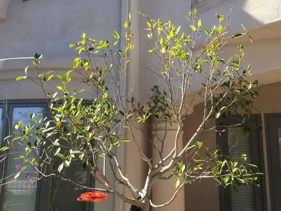 Large Potted Ficus Tree [Photo 2]