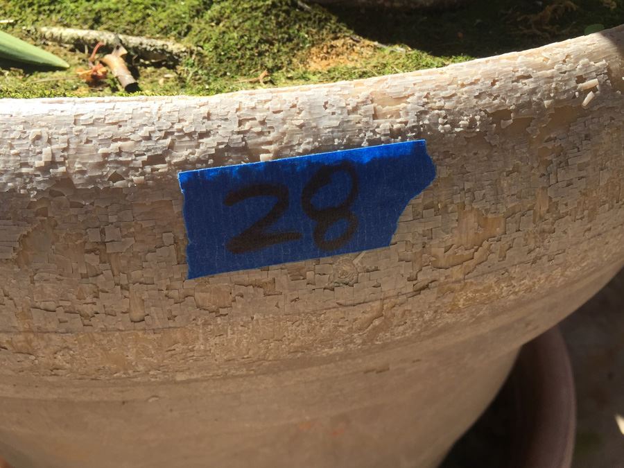 Large Potted Ficus Tree [Photo 3]