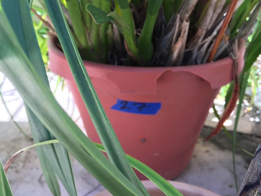 Potted Plant Lot [Photo 4]