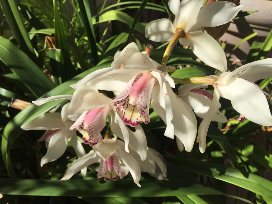 Potted Plant Lot [Photo 6]