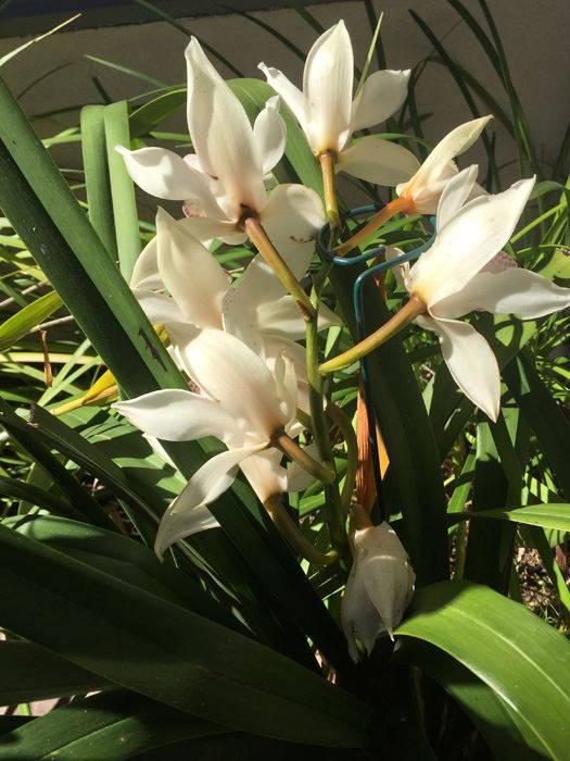 Potted Plant Lot [Photo 7]