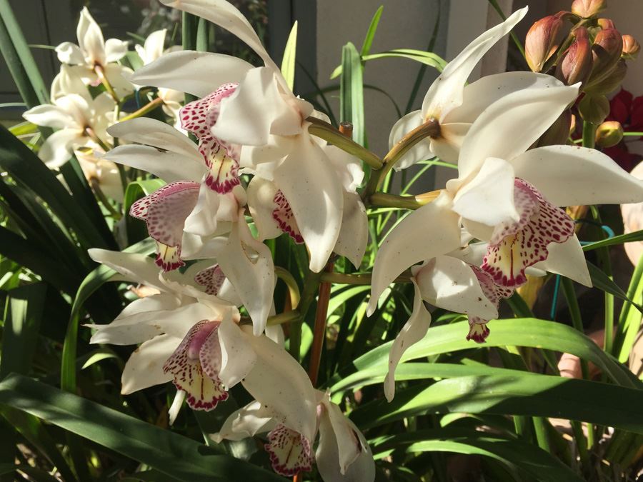 Potted Plant Lot [Photo 3]