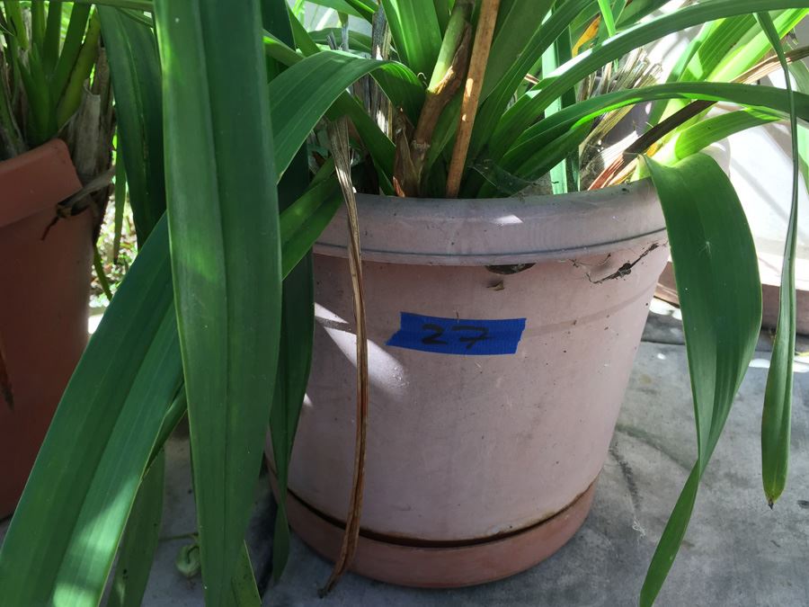 Potted Plant Lot [Photo 5]