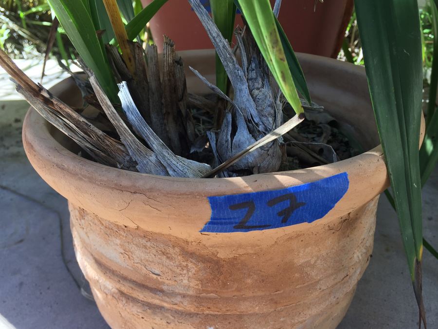 Potted Plant Lot [Photo 2]