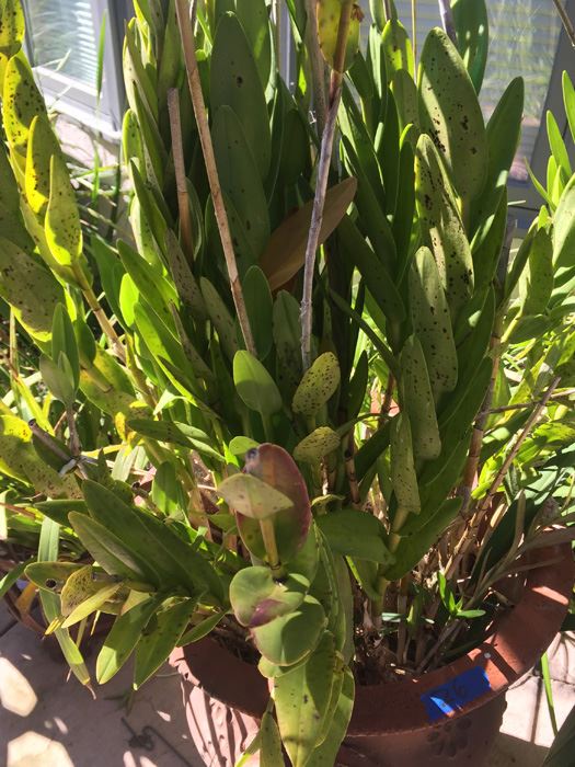 Very Large Potted Plant [Photo 4]