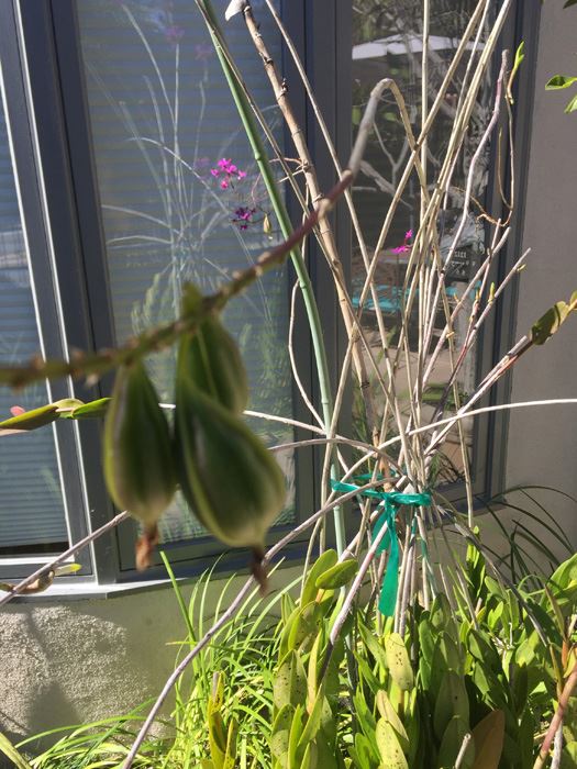 Very Large Potted Plant [Photo 7]