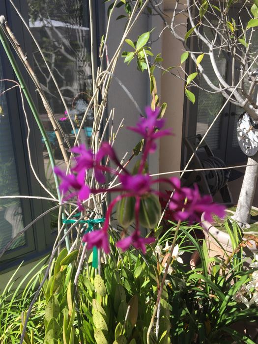 Very Large Potted Plant [Photo 6]