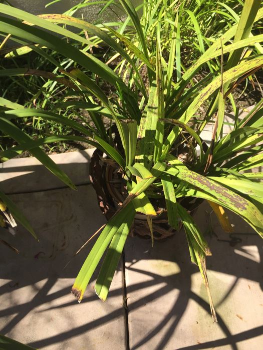 Metal Pot Holder With Potted Plant [Photo 4]