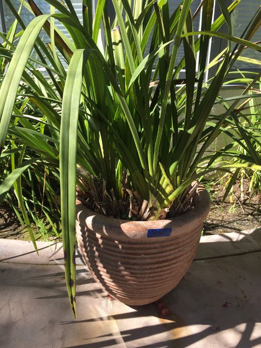 Large Potted Plant [Photo 1]