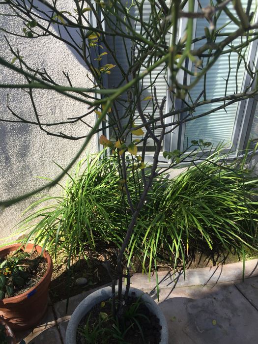 Large Potted Tree [Photo 3]