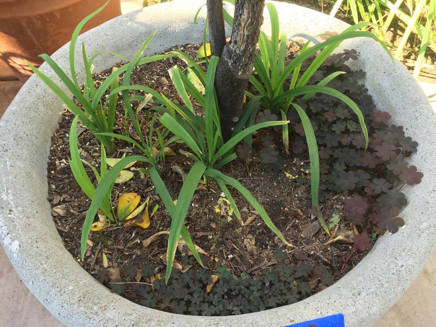 Large Potted Tree [Photo 5]