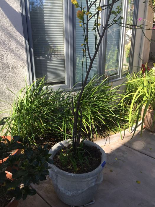 Large Potted Tree [Photo 2]