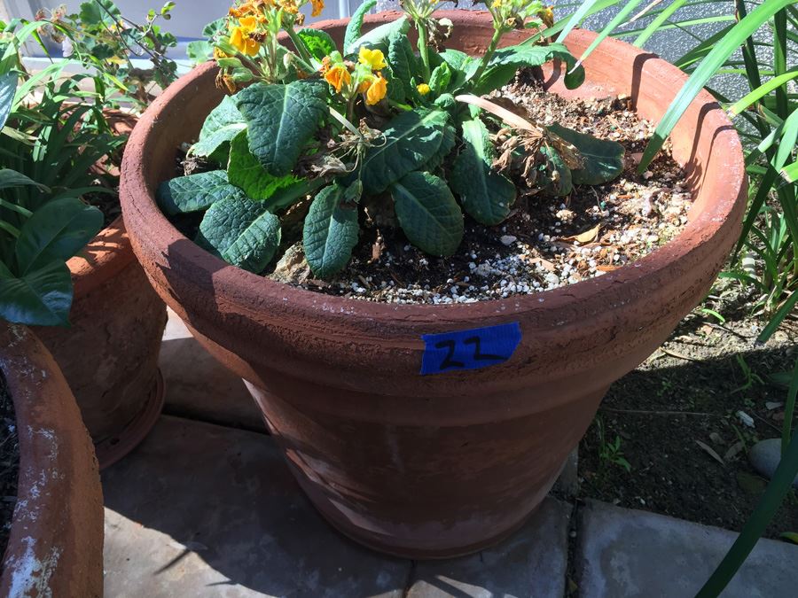 Potted Plant Lot [Photo 6]