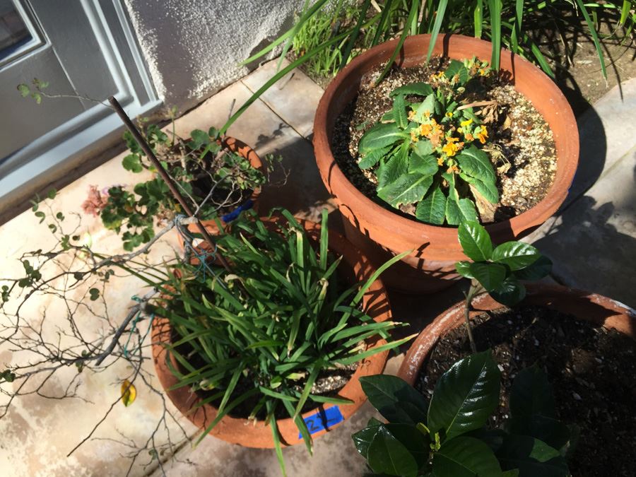 Potted Plant Lot [Photo 2]