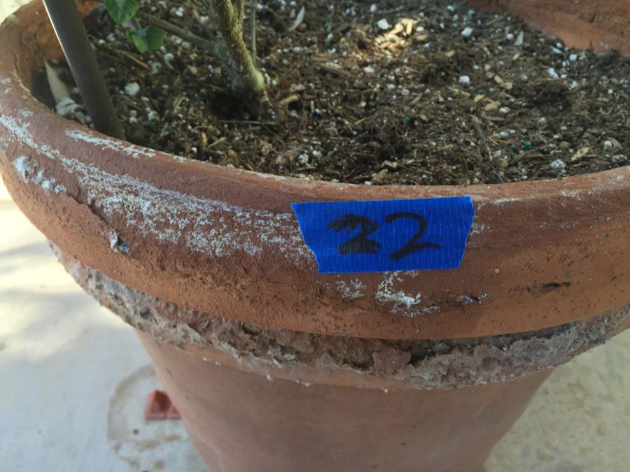 Potted Plant Lot [Photo 5]