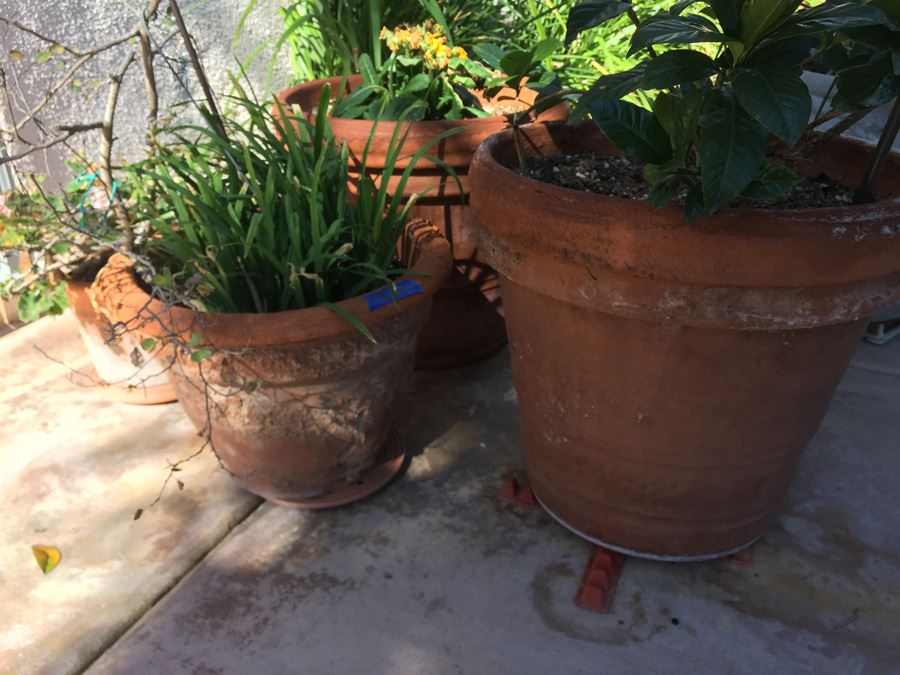 Potted Plant Lot [Photo 3]