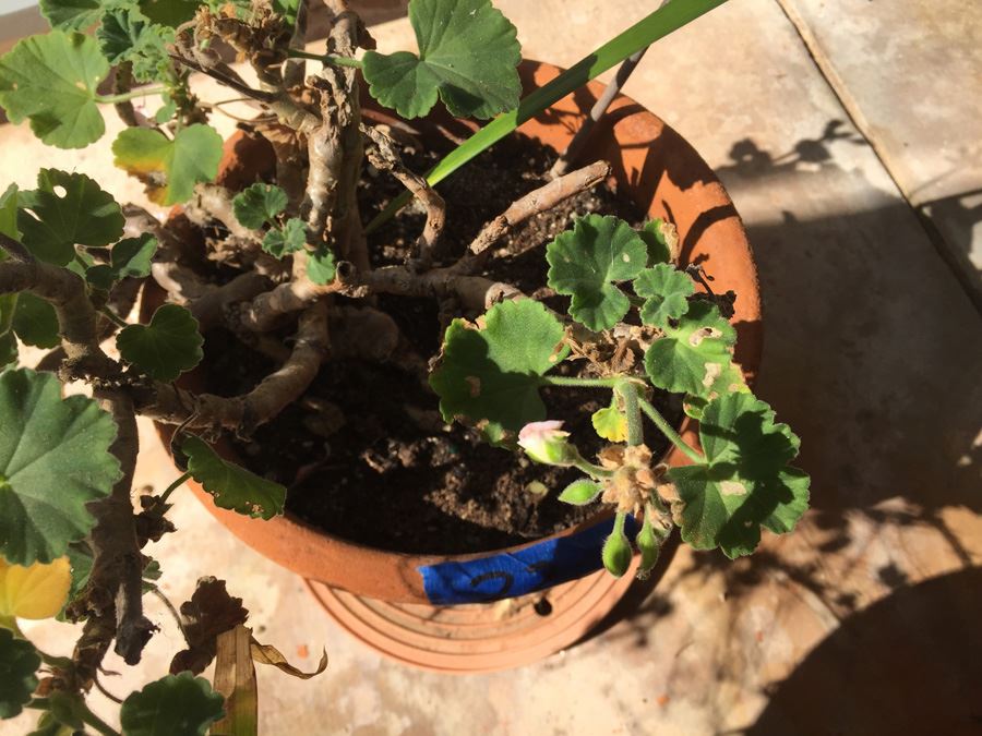 Potted Plant Lot [Photo 8]