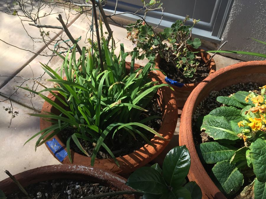 Potted Plant Lot [Photo 7]